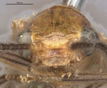 Media type: image;   Entomology 10841 Aspect: head frontal view